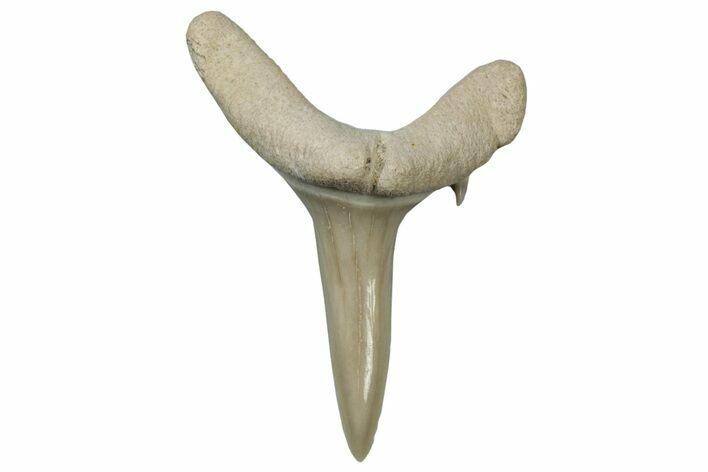 Sand Tiger Shark (Carcharias) Tooth - Bone Valley, Florida #299528